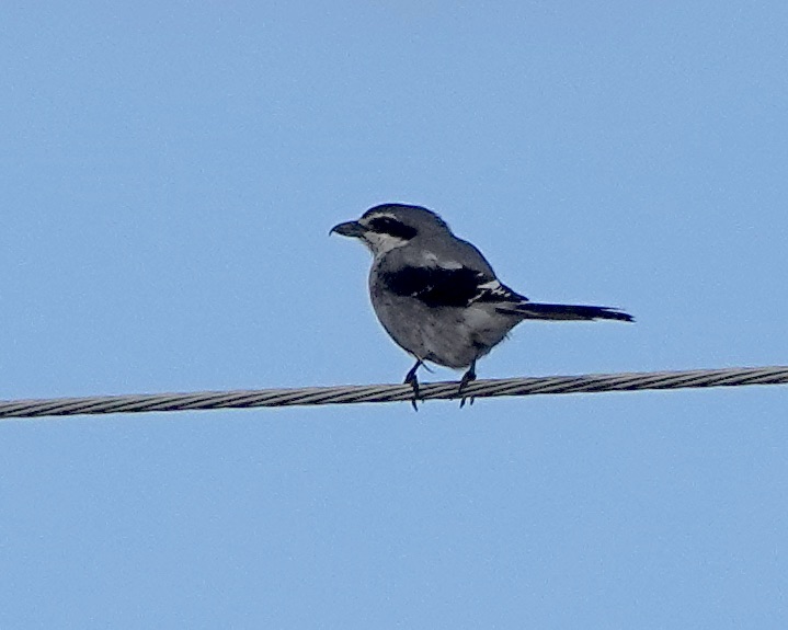 Iberian grey shrike